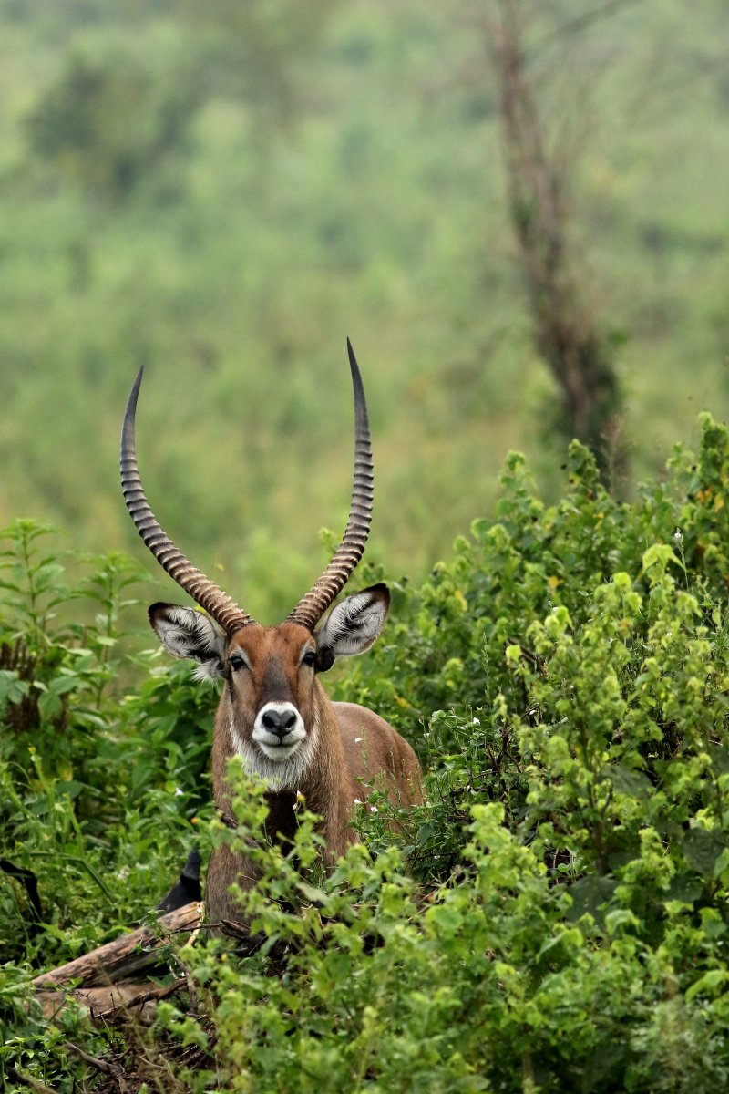Kobus_ellipsiprymnus_27.06.2019_P.Szymański 1.jpg
